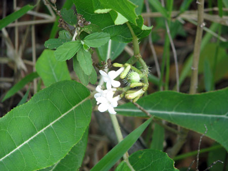 Cnidoscolus orientensis