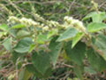 Croton roborensis
