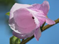 Hibiscus conceptionis