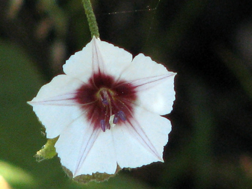 Aniseia uniflora