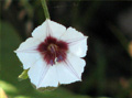 Aniseia uniflora