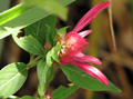 Lepidagathis floribunda