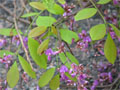 Lonchocarpus araripensis