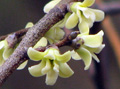 Oxandra reticulata