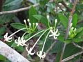 Rudgea longiflora.jpg	Rudgea longiflora