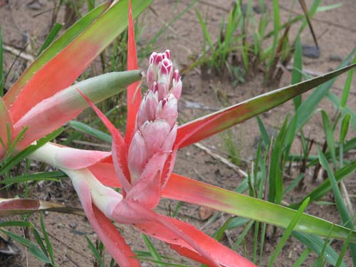 TÌNH YÊU CÂY CỎ ĐV 13  - Page 32 Bromelia_ignaciana_PNNKM