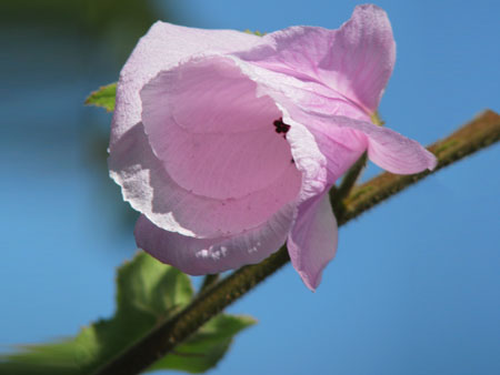 Hibiscus conceptionis