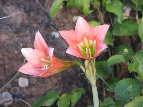 Hippeastrum_starkiorum