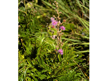 Mimosa orbignyiana