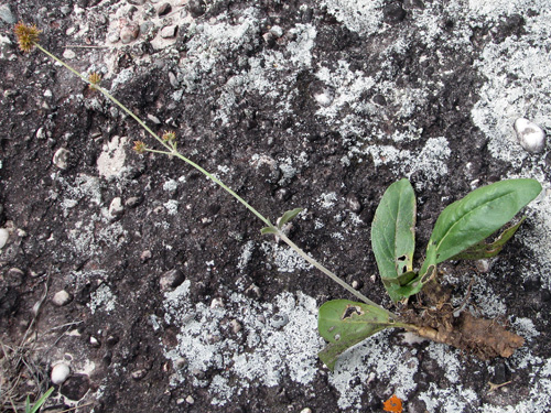 Gomphrena agrestis