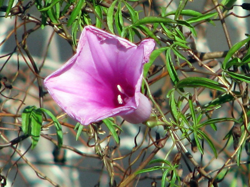 Ipomoea rosea