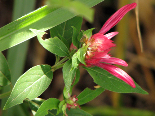 Lepidagathis floribunda