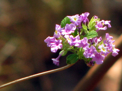 Lippia lasiocalycina