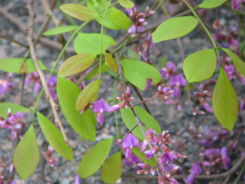 Lonchocarpus araripensis