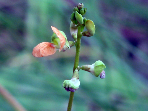 Macroptilium monophyllum