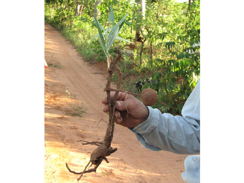 Manihot stricta