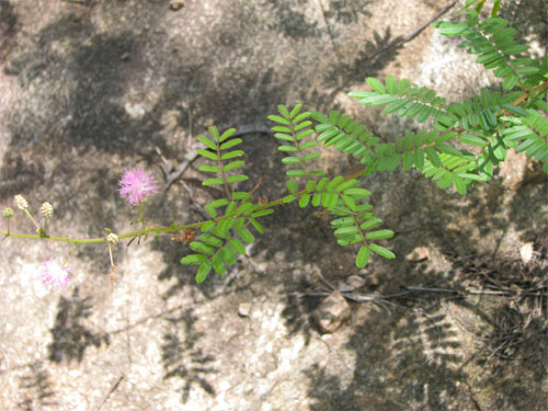 Mimosa tabatiensis