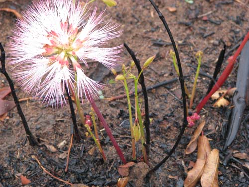 calliandra_longipes