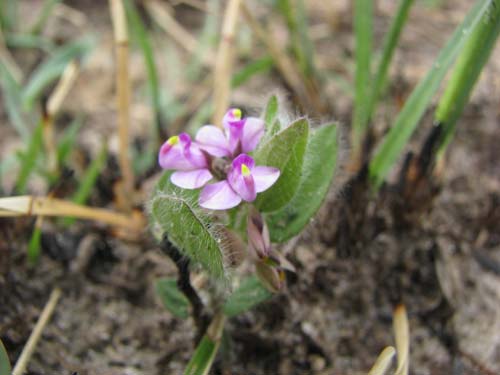 polygala_ciliaris_motacu