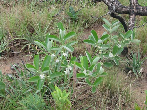 psidium_grandifolium