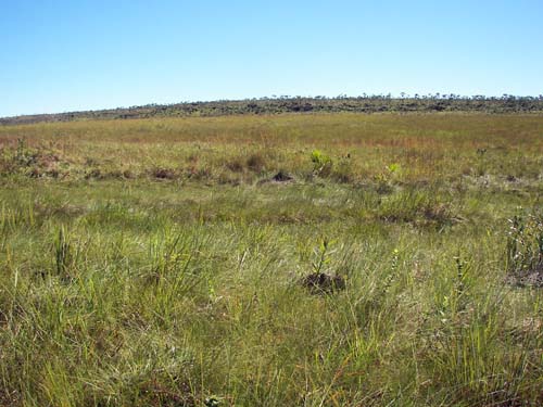 Campo humedo, meseta de la Serrania de Huanchaca