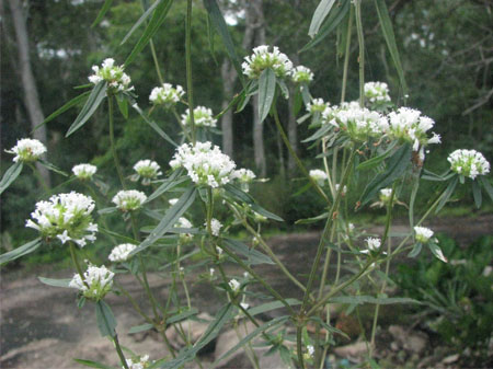 Borreria (Velasco)