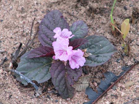 Gesneriaceae_de_la_Meseta_de_Huanchaca