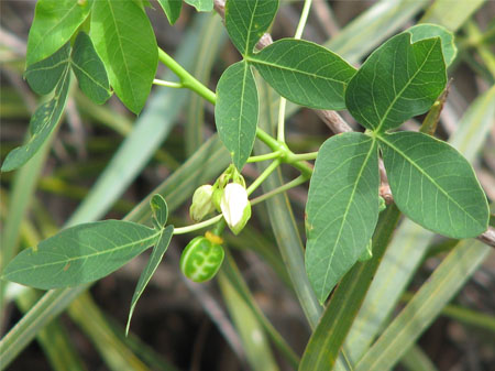 Manihot (Motacú)