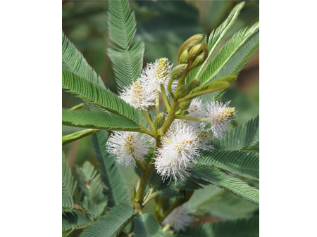 Mimosa jacobita