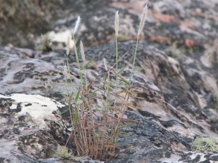 Paspalum (Santiago)