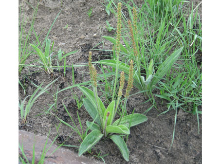 Plantago (Santiago)