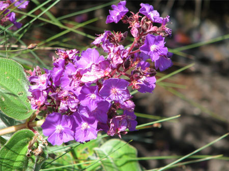 Tibouchina (Santiago)