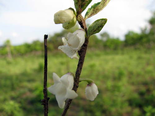 Basistemon pulchellus